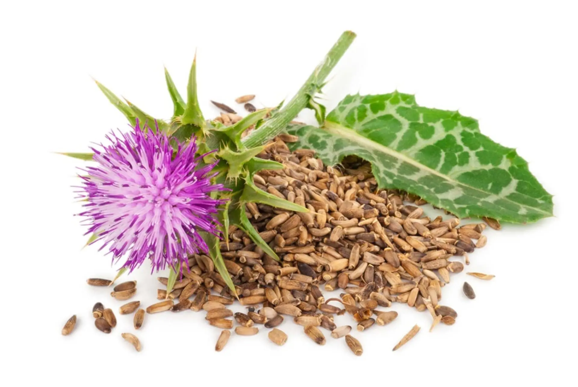 Силімарин: природний захист і відновлення печінки в умовах сучасного життя